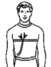 Chest